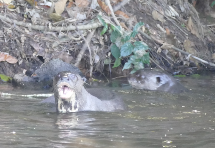 Twee reuzenotters in het water, waarvan één met open bek, vlakbij een begroeide rivieroever.