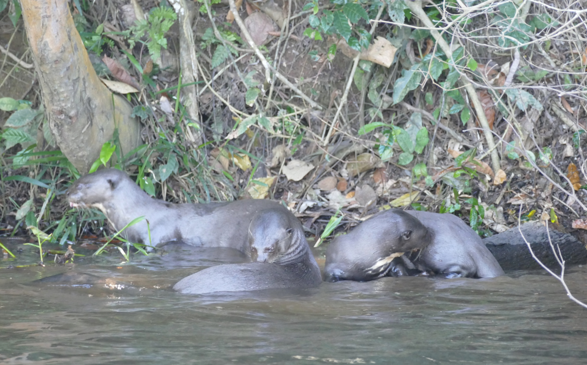 Otters in een rivier, waarvan sommige zwemmen en andere gedeeltelijk onder water zijn, in een bosrijke omgeving.
