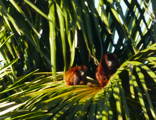 Twee bruine apen rusten tussen groene palmbladeren.