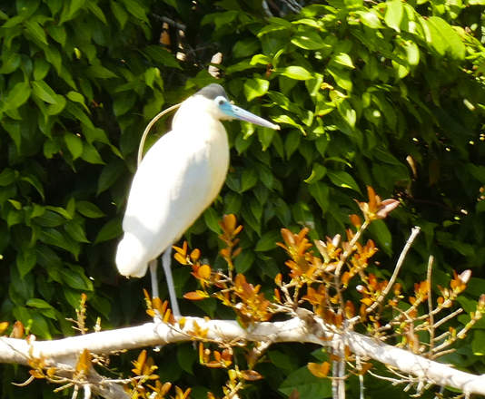 Witte reiger met zwarte kop en blauwe snavel, zittend op een tak, met bladeren op de achtergrond.
