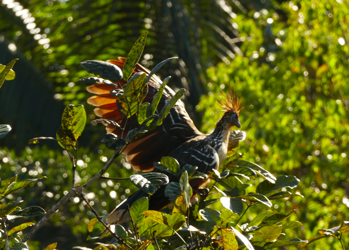 Een hoatzin, een vogel met oranje en bruine veren, zit op een boom met groene bladeren, verlicht door de zon.