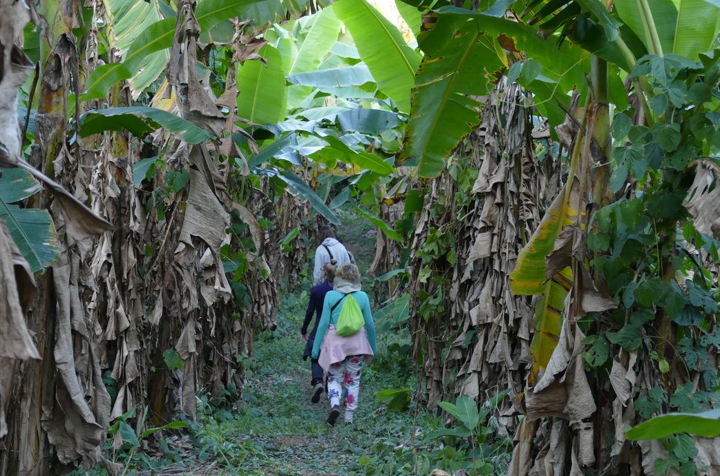 Twee mensen lopen tussen rijen bananenbomen, in het gefilterde zonlicht.