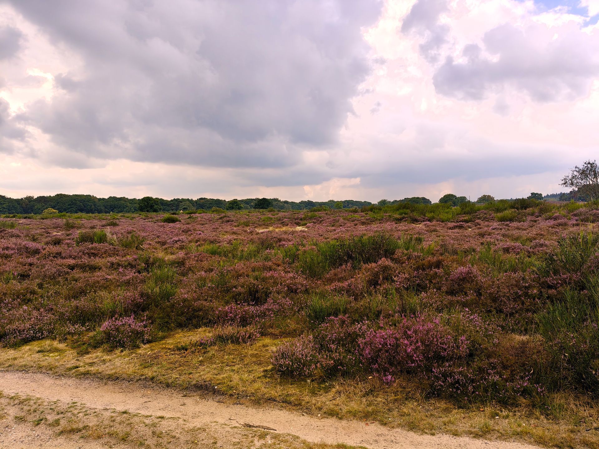 Een veld met paarse heide onder een bewolkte hemel.