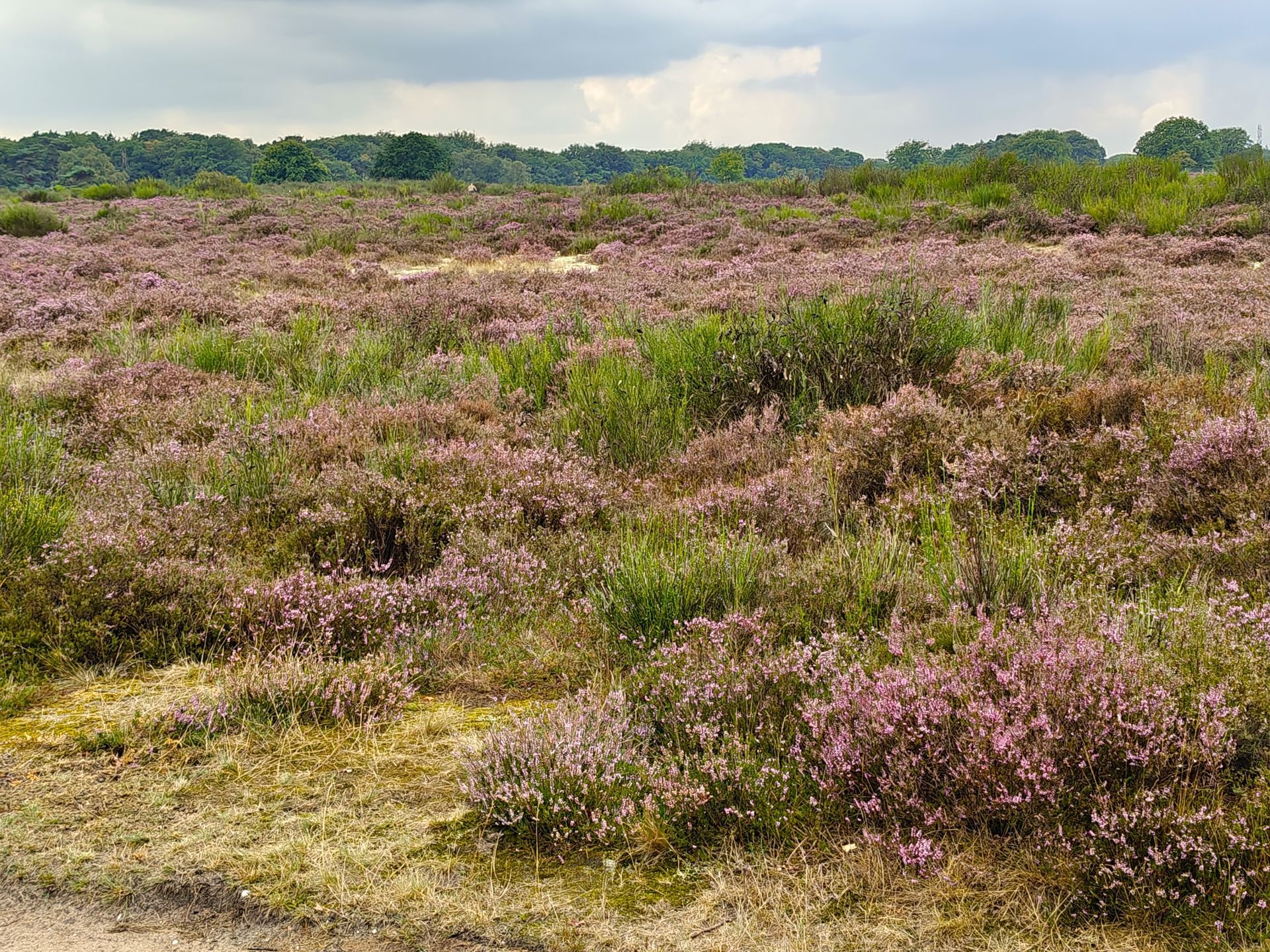 Een veld met paarse heide en groene struiken onder een bewolkte hemel, met bomen aan de horizon.