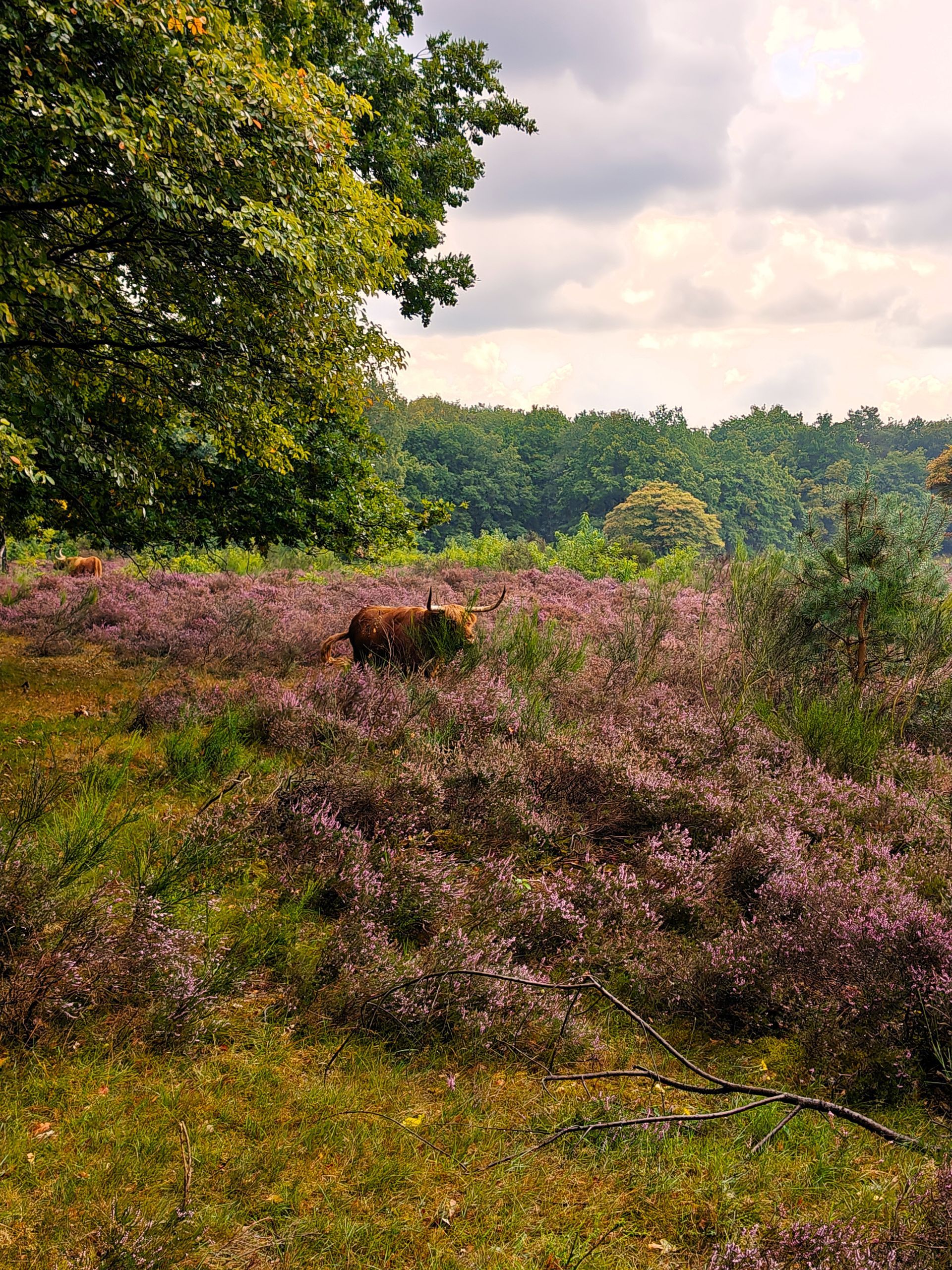 Een veld met paarse heide en een grazend bruin dier, omzoomd door groene bomen onder een bewolkte hemel.