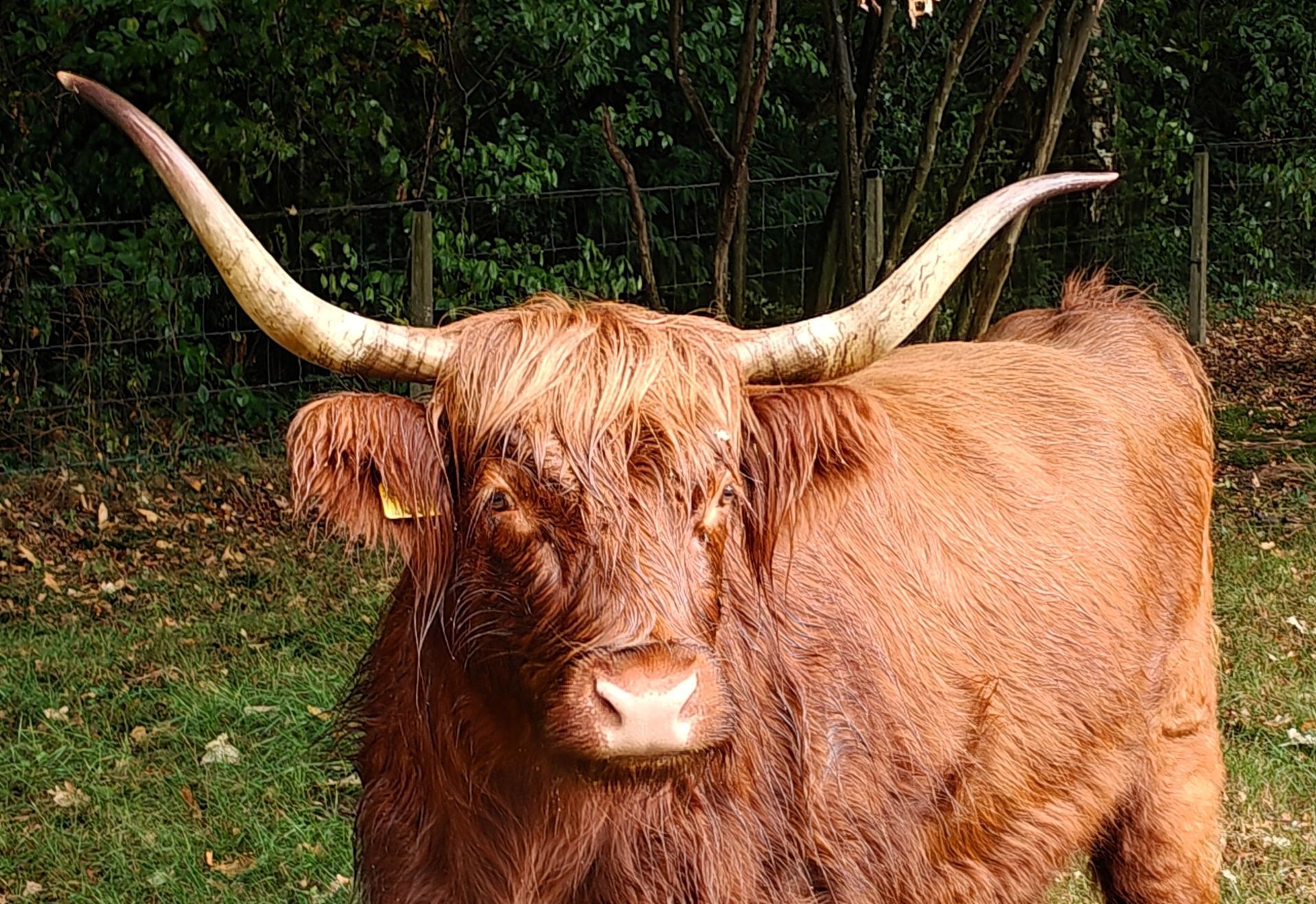 Een bruine Schotse hooglandkoe met lange hoorns staat in een grasveld met bomen op de achtergrond.