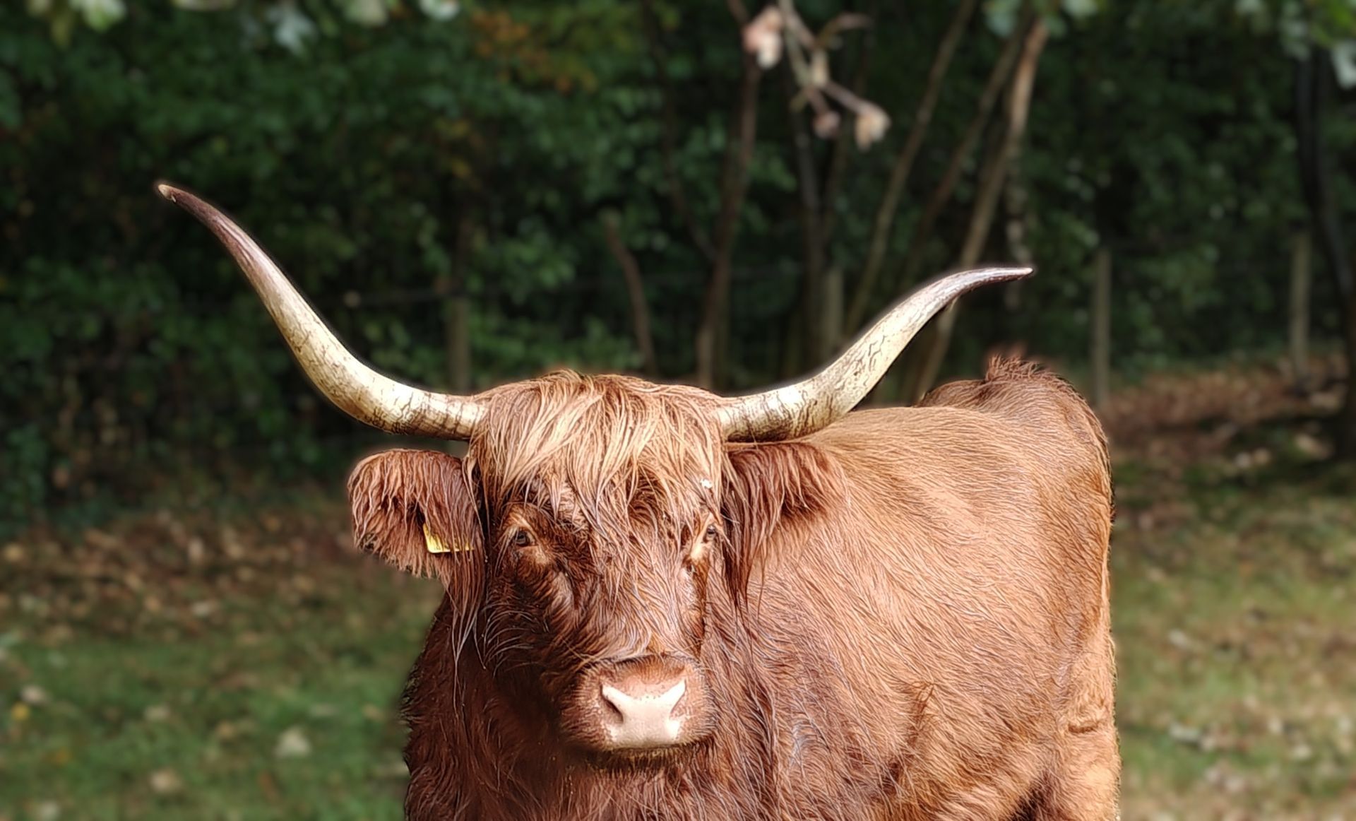 Bruine Schotse hooglandkoe met lange hoorns in een groene buitenomgeving.