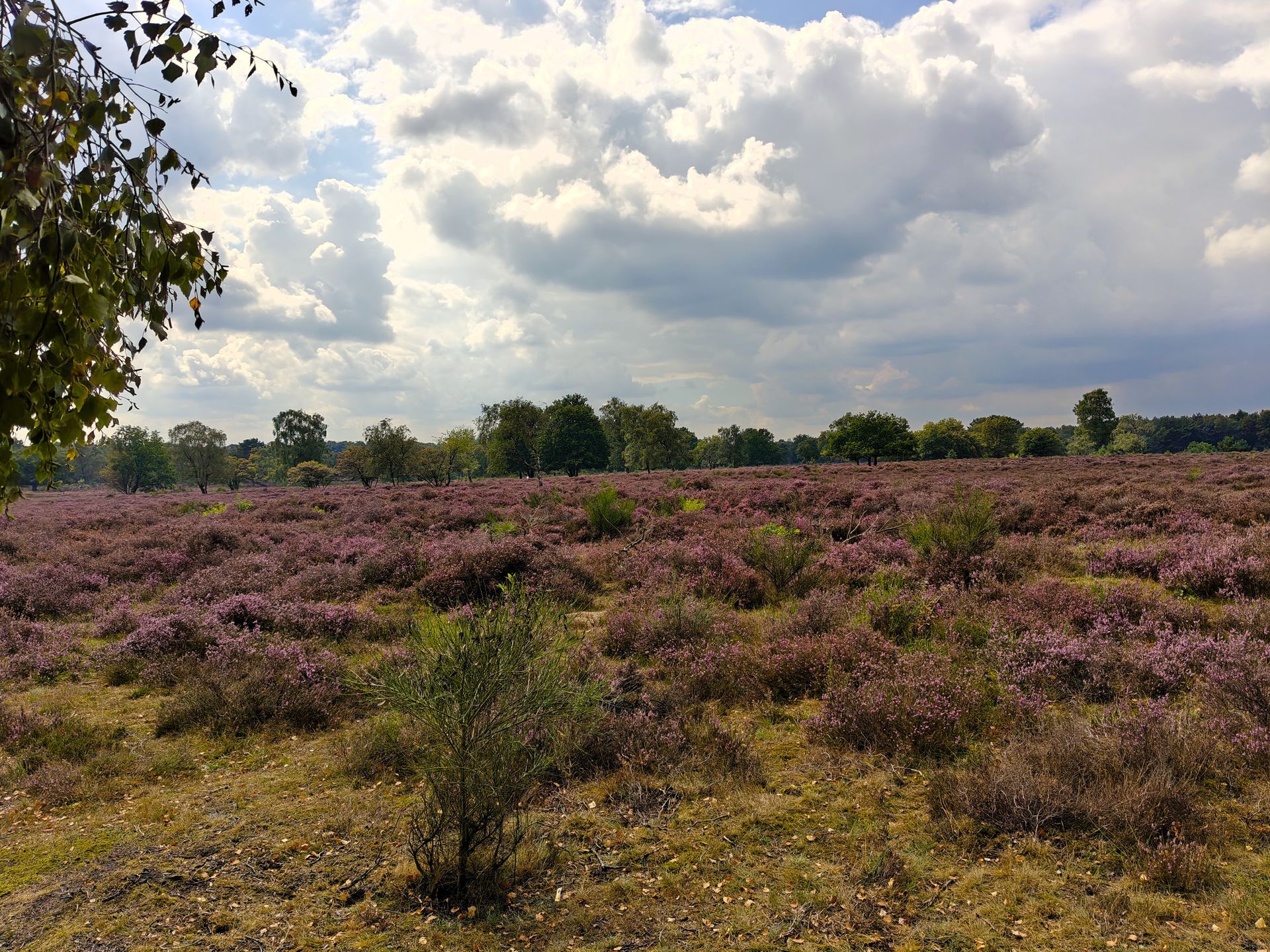 Een veld met paarse heide onder een bewolkte hemel, met bomen in de verte.