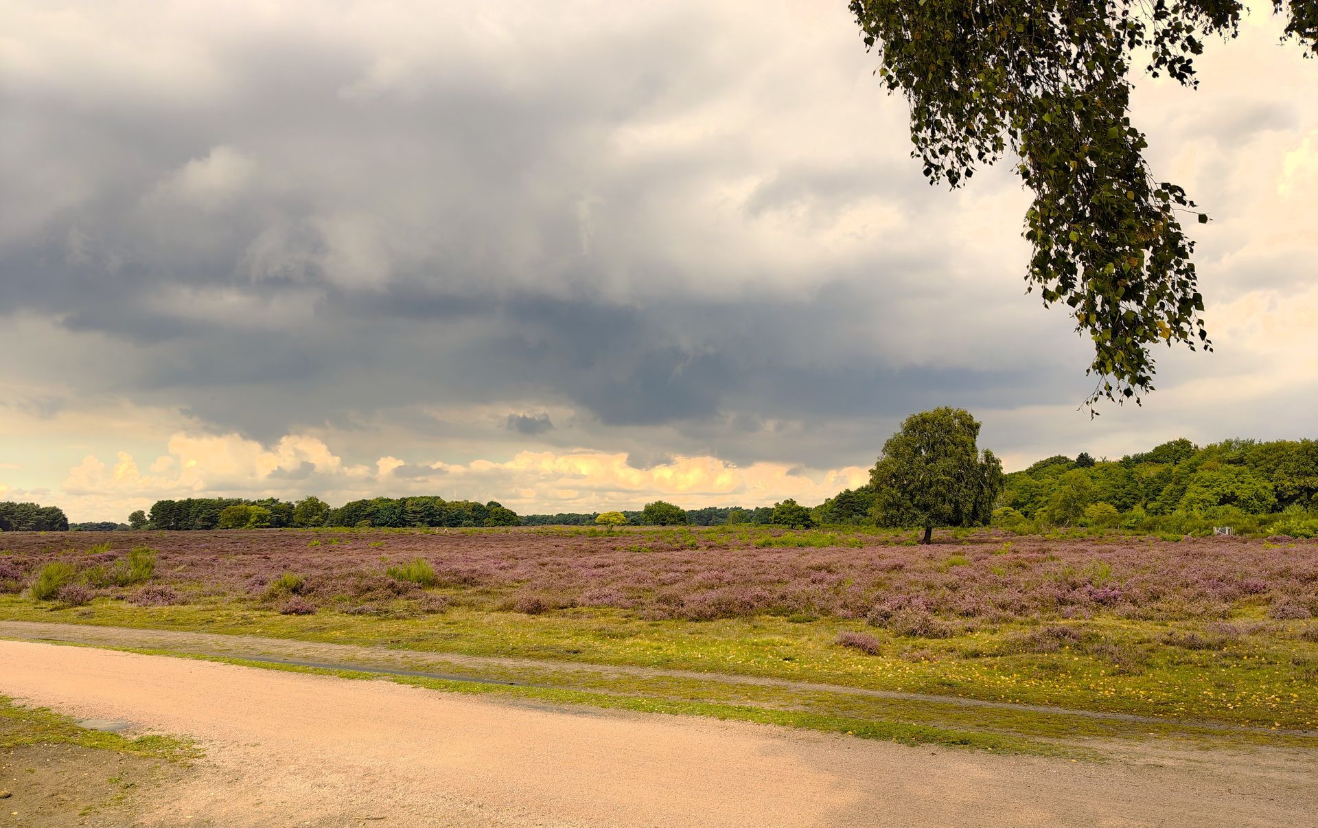 Een veld met paarse heide onder een bewolkte hemel. Bomen sieren de horizon, met een zandpad op de voorgrond.