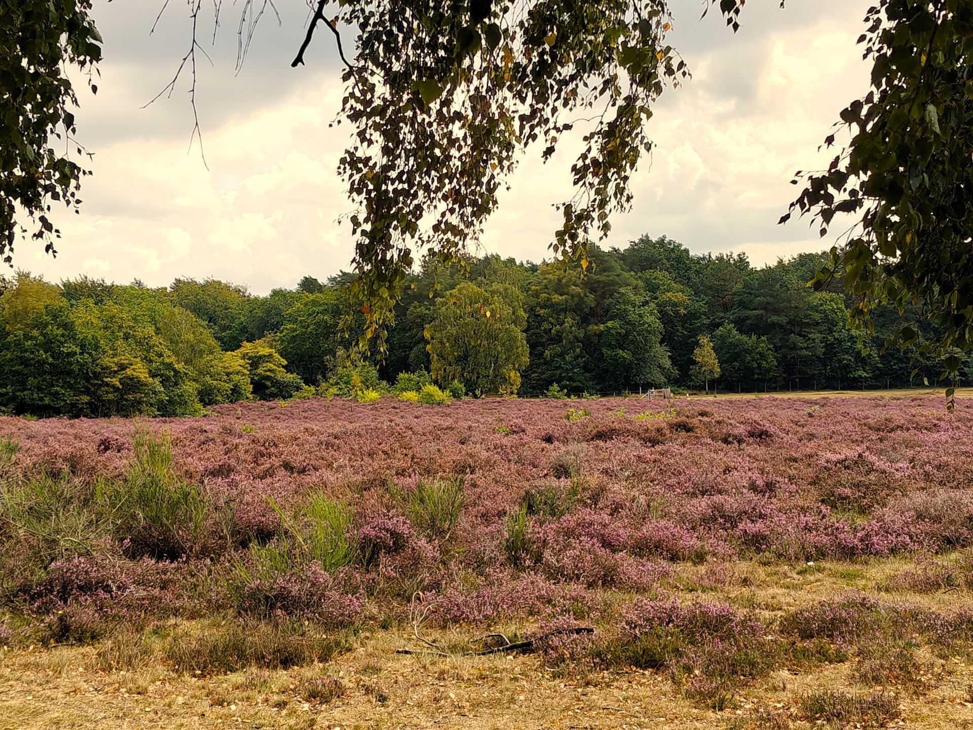 Een veld vol paarse heide in bloei, met een bos op de achtergrond onder een bewolkte hemel.