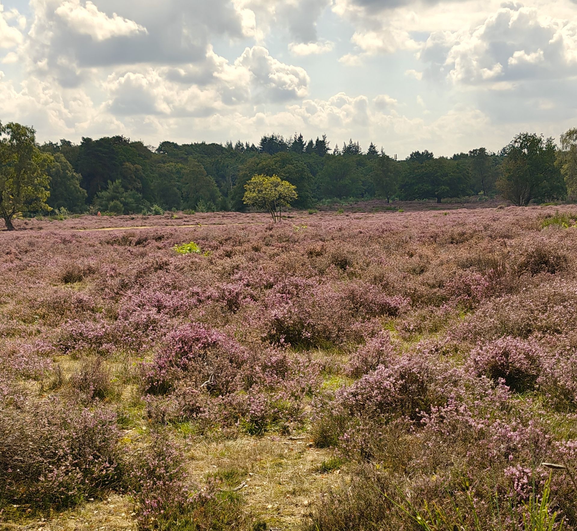 Een veld met paarse heide in bloei onder een gedeeltelijk bewolkte hemel, met bomen op de achtergrond.