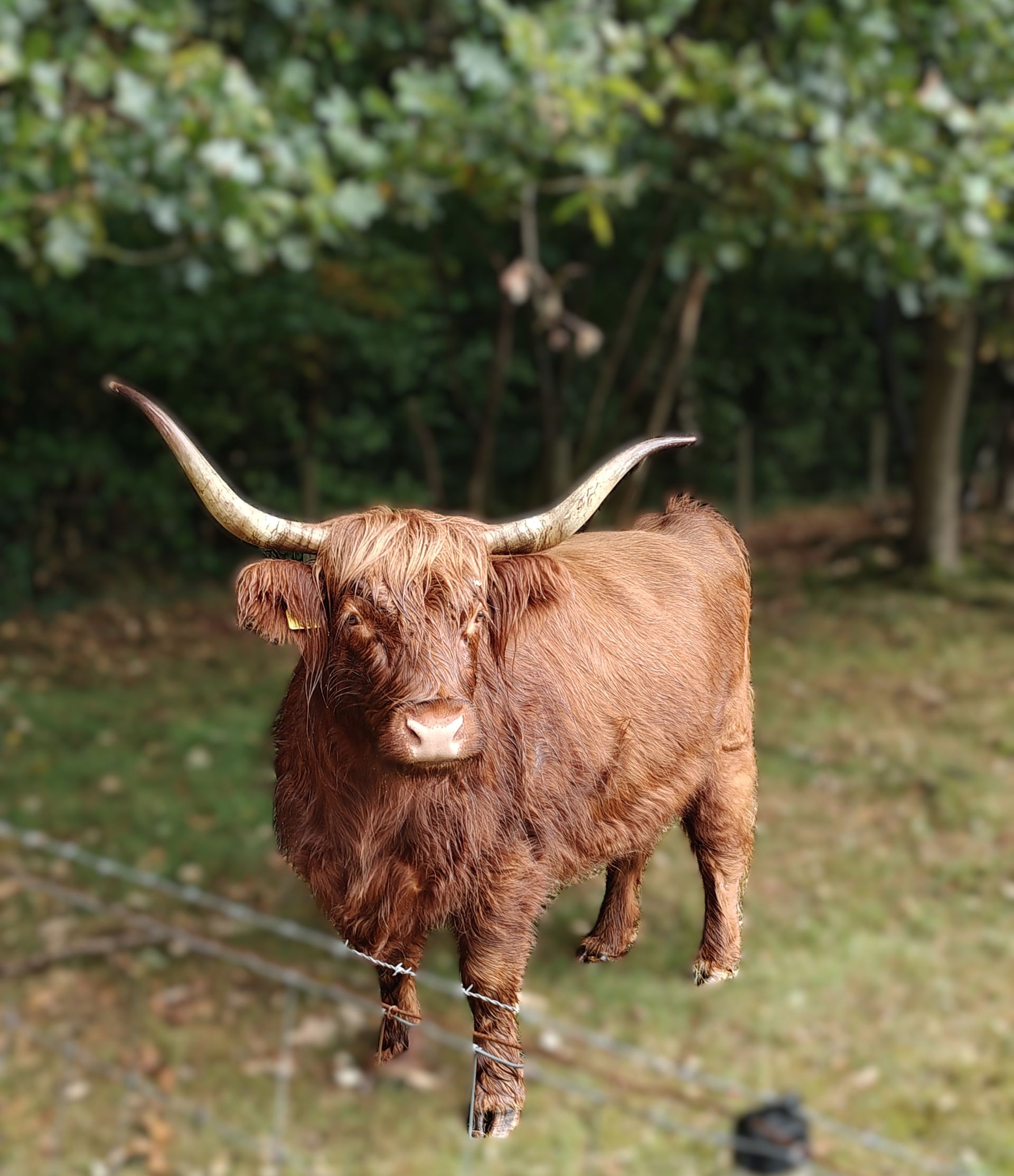 Een bruine Schotse hooglandkoe met grote hoorns staat in het gras voor een groep bomen.
