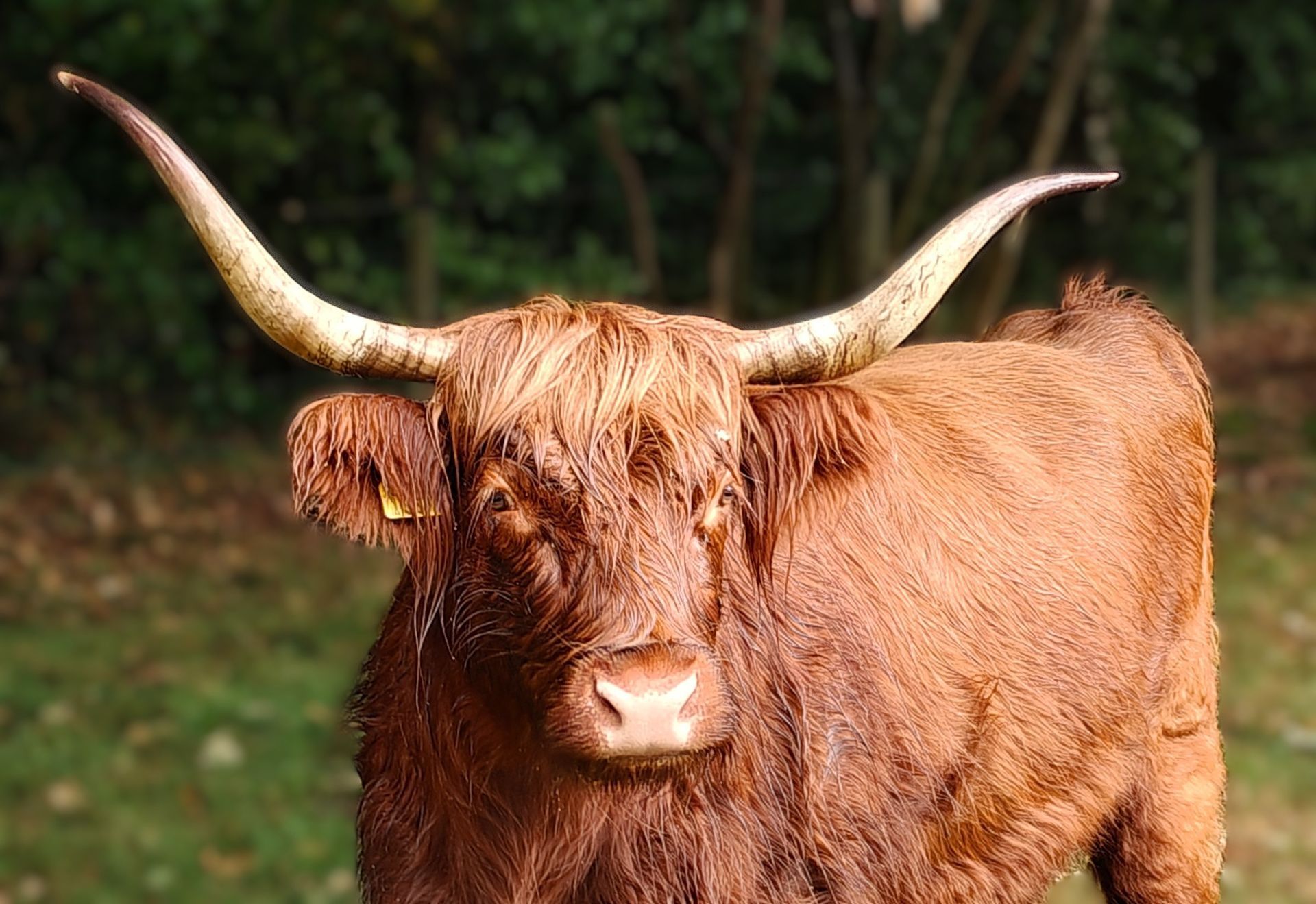Een bruine Schotse hooglandkoe met grote, gebogen hoorns in een groen veld.