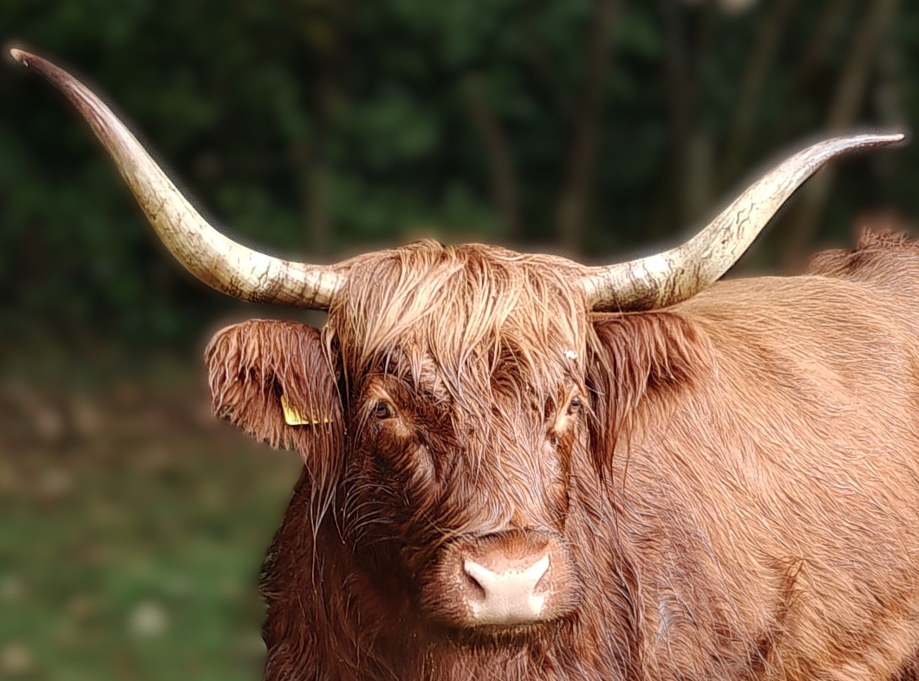 Hooglandkoe met lange hoorns, bruine vacht en een licht vochtige neus.