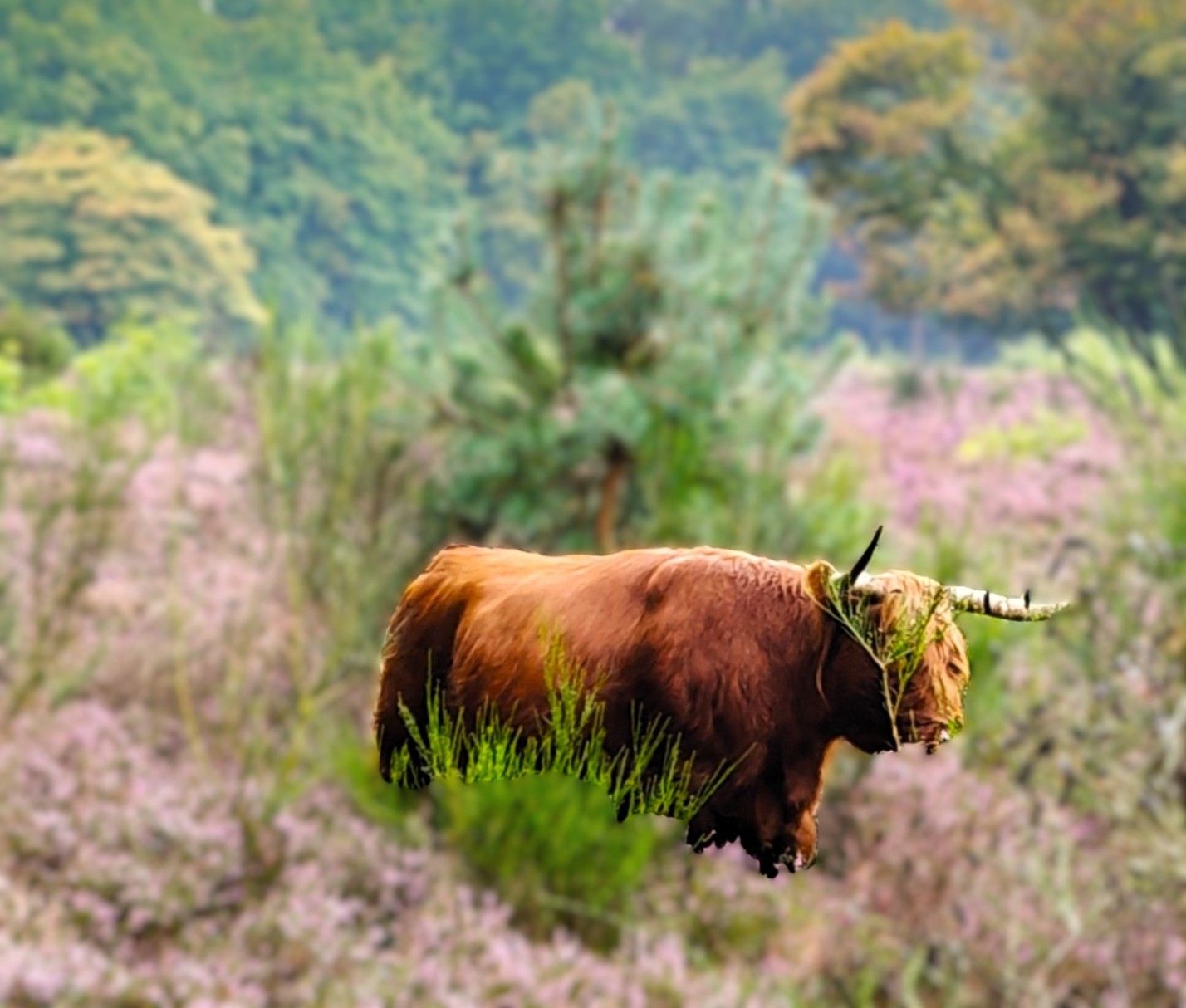 Een Schotse hooglandkoe in een veld met paarse bloemen en groene bomen op de achtergrond.