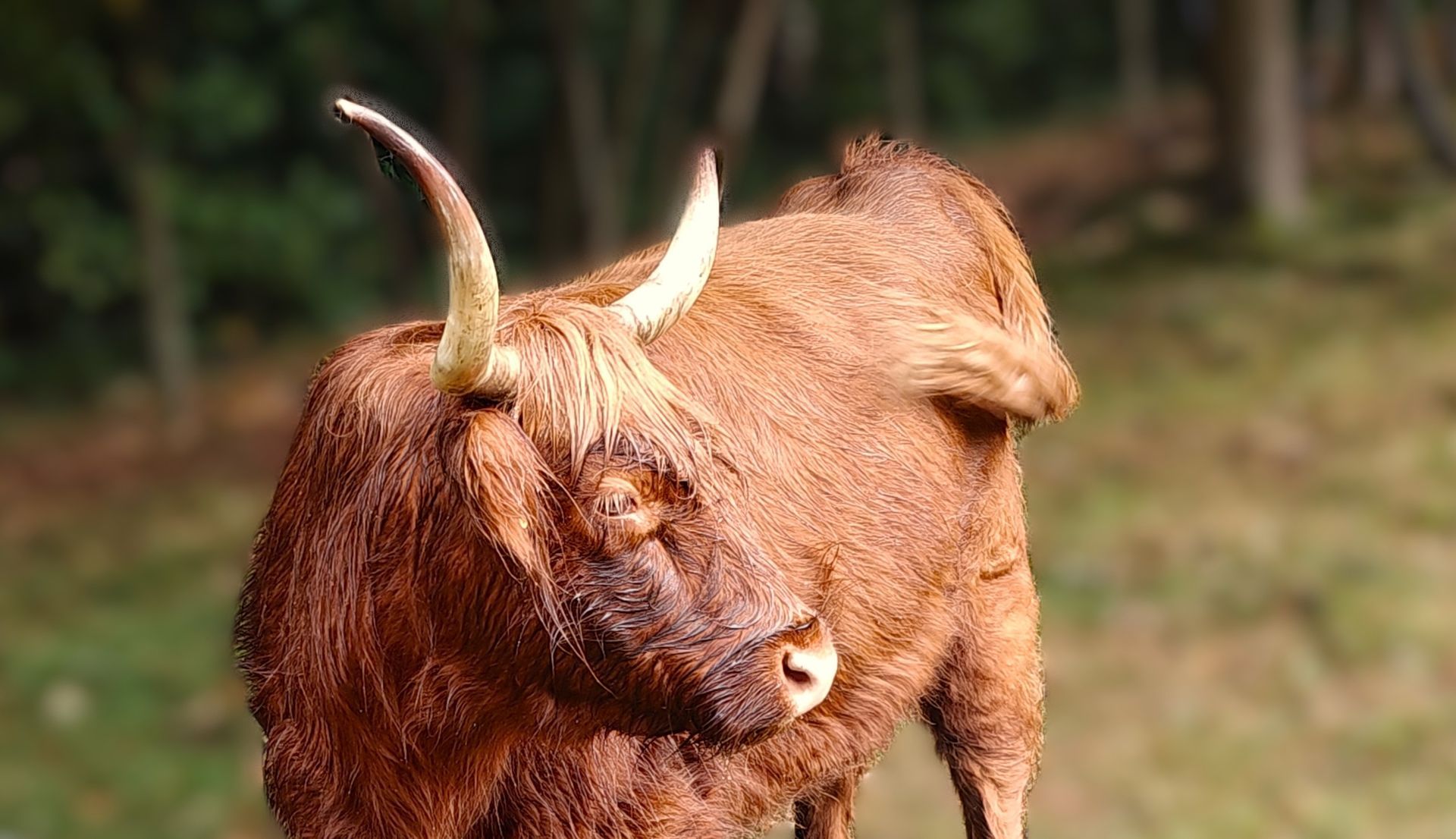 Een bruine jak met gebogen hoorns staat in een grasveld, met bomen op de achtergrond.