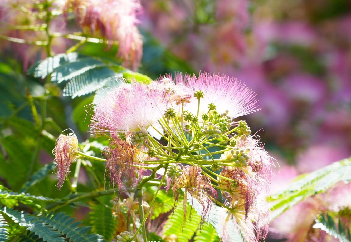 Roze, pluizige bloemen en groene bladeren in zacht zonlicht, met een wazige tuinachtergrond.
