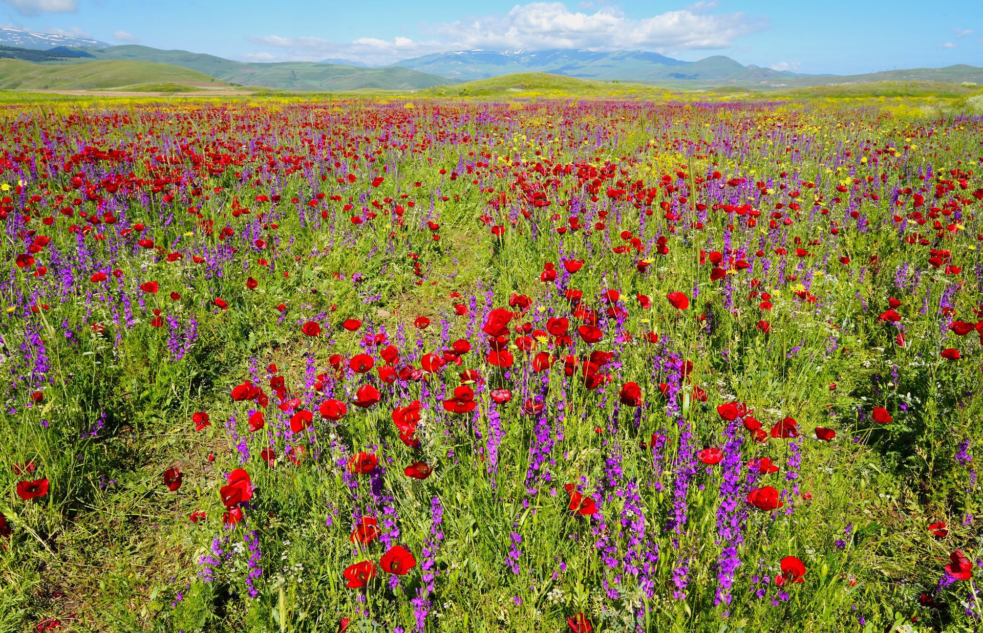 Een weide vol wilde bloemen met rode en paarse bloesems onder een blauwe hemel met bergen in de verte.