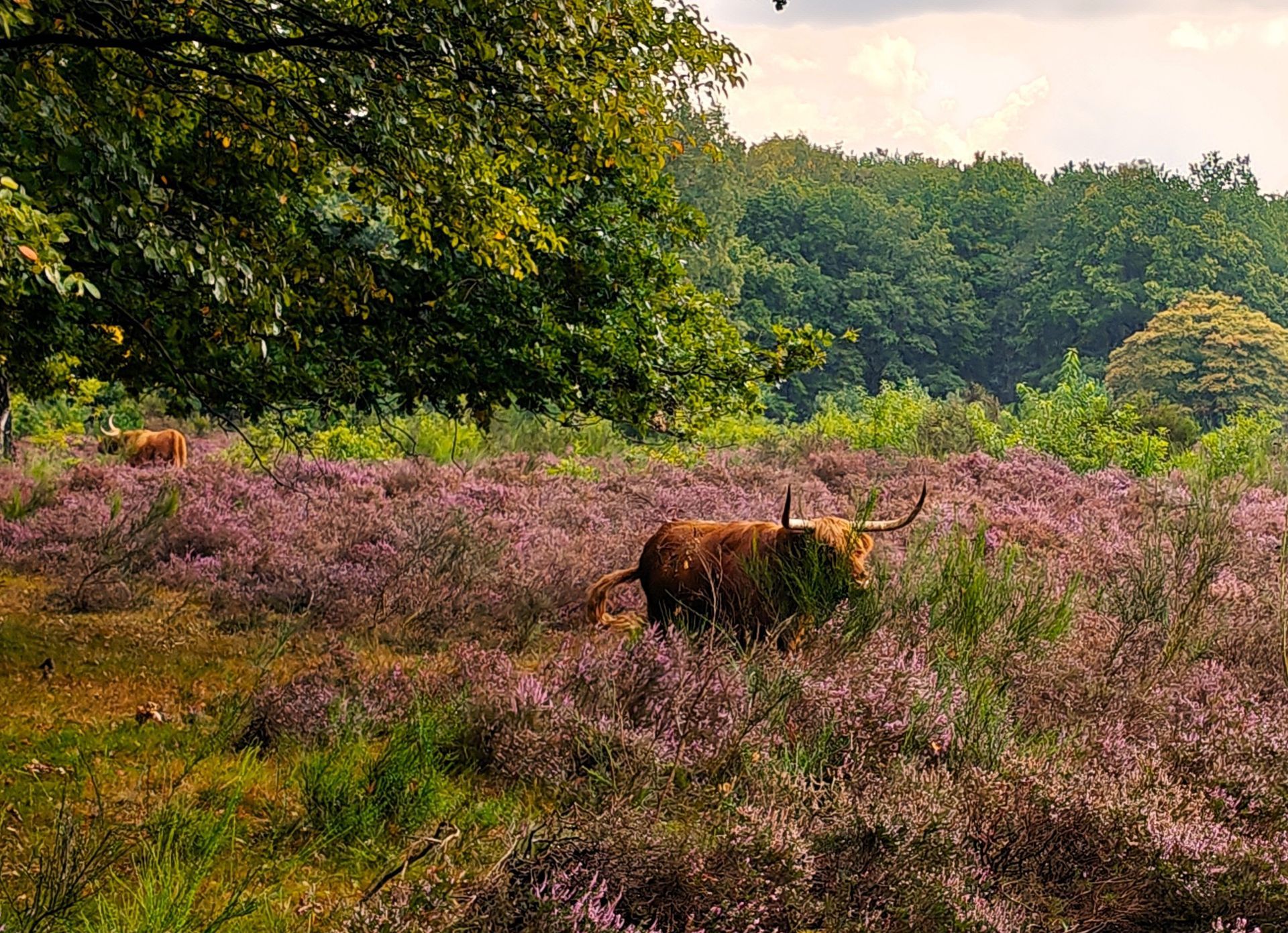 Hooglandrunderen grazen in een veld met paarse heide, met bomen op de achtergrond.