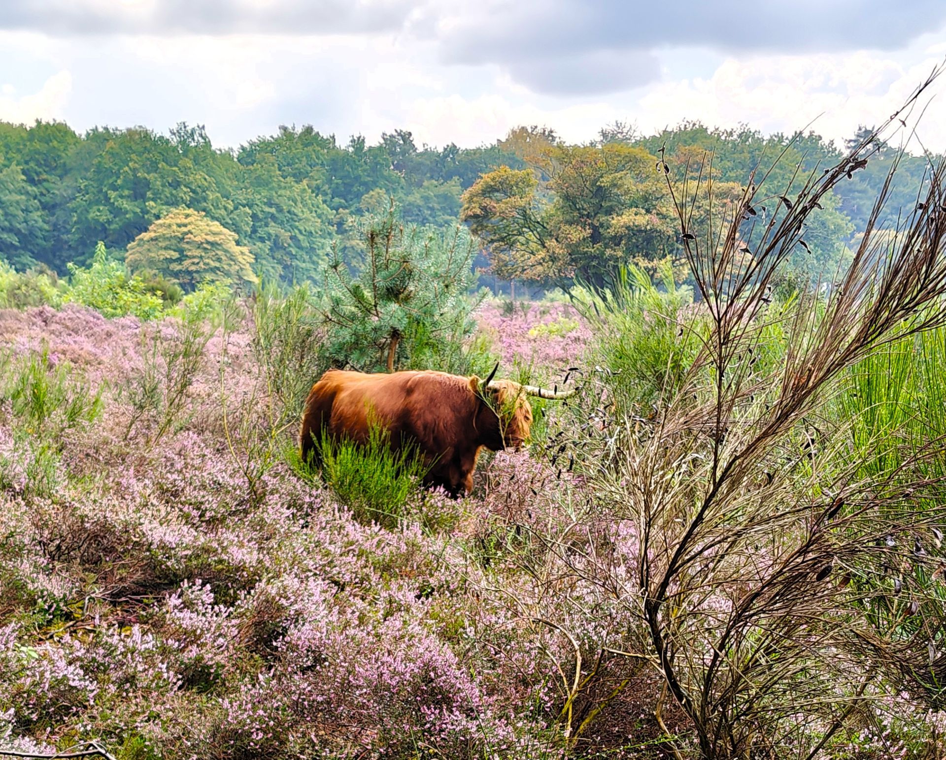 Een Schotse hooglandkoe graast in een veld met paarse bloemen, met bomen op de achtergrond onder een bewolkte hemel.