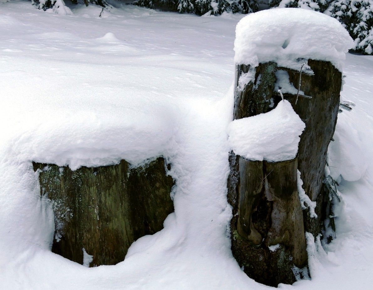 Met sneeuw bedekte boomstronken in een besneeuwd landschap.