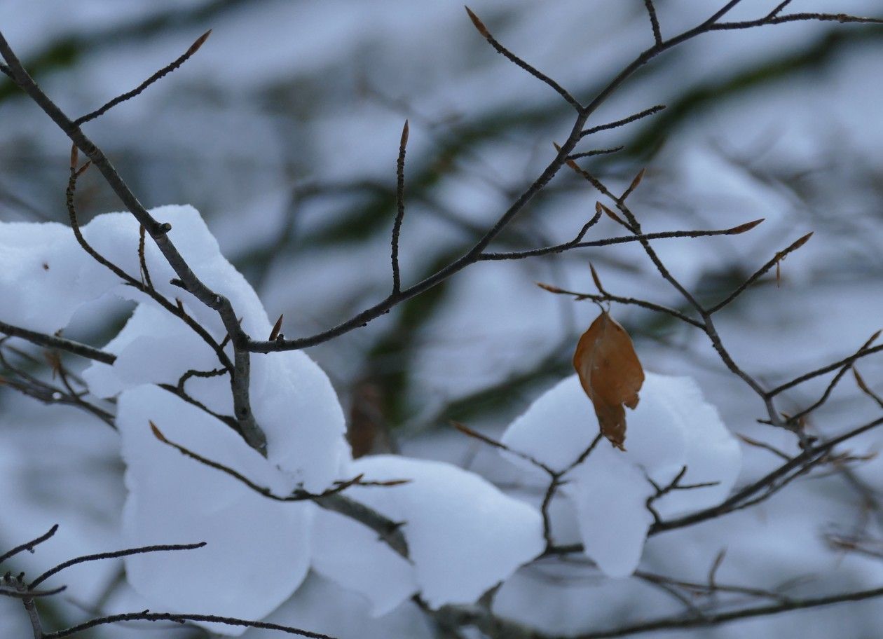 Met sneeuw bedekte boomtakken met een enkel bruin blad tegen een wazige winterachtergrond.