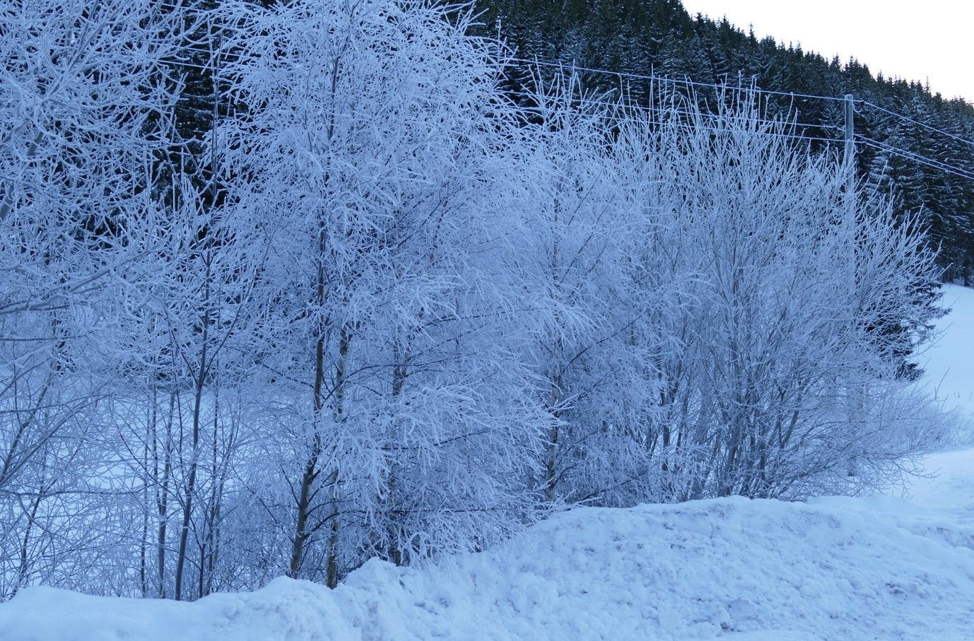Langs een met sneeuw bedekte weg staan met sneeuw bedekte bomen en struiken tegen een donkere bosachtergrond.