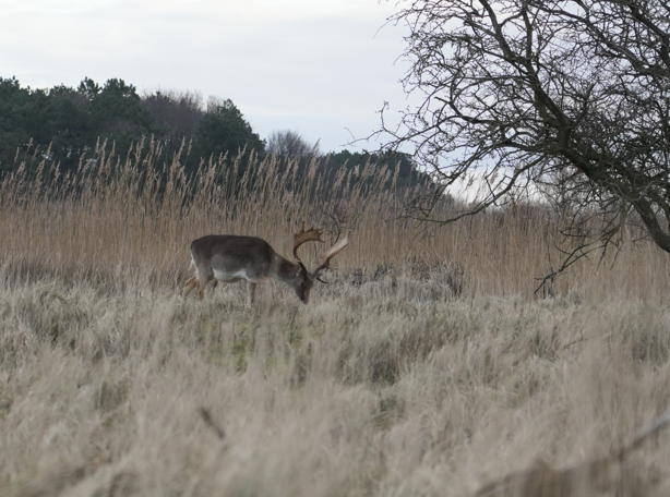 Herten grazen in een veld met hoog gras en bomen op de achtergrond. Bewolkte lucht.