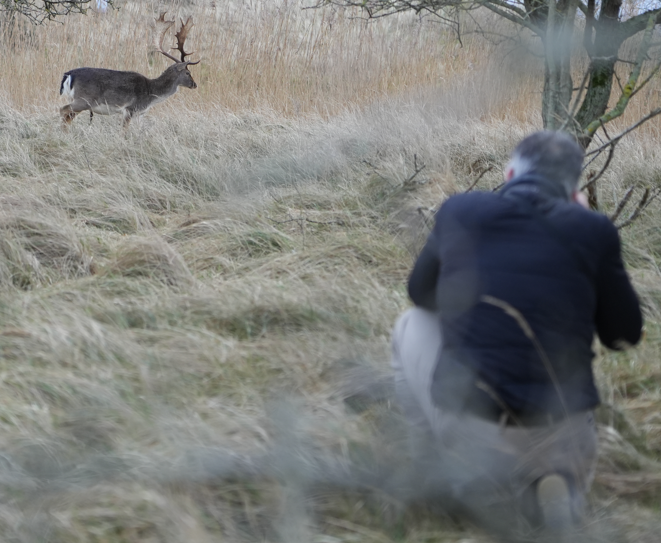 Een man hurkt neer en fotografeert een hert dat door hoog, droog gras rent.