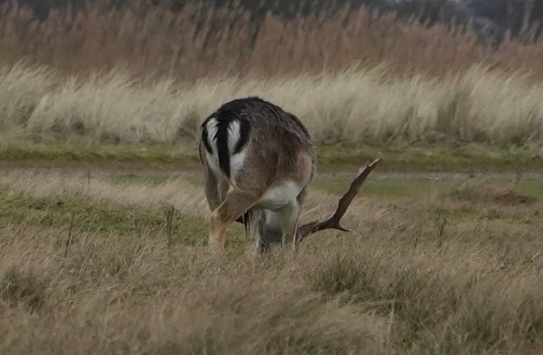 Een hert met witte en bruine vlekken krabt aan zijn flank in een grasveld.