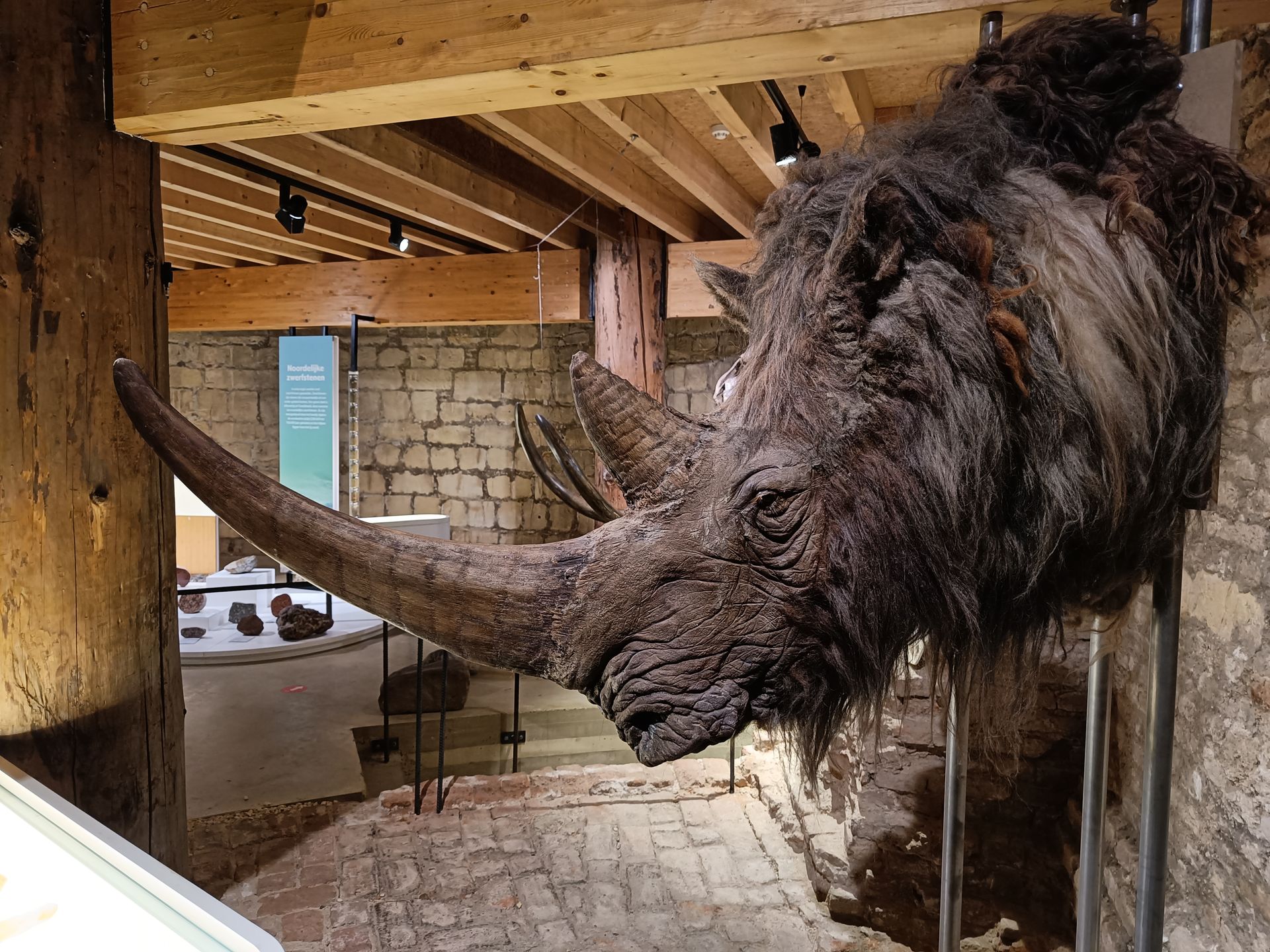 Kop van een wolharige neushoorn in een museumvitrine. Donkerbruine, harige huid, grote hoorn, bakstenen vloer.
