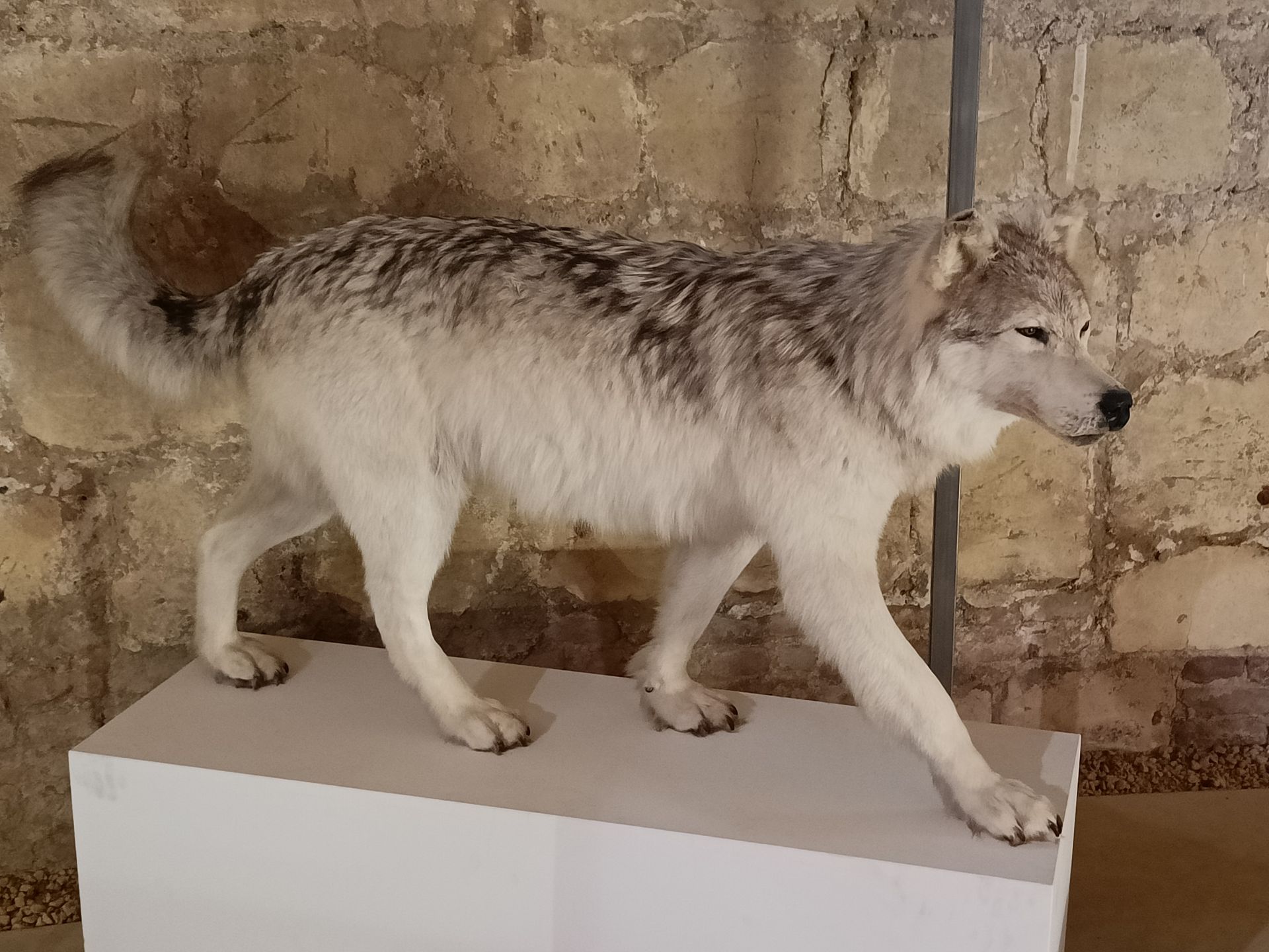 Opgezette wolf, met witte en grijze vacht, lopend op een witte sokkel, tegen een stenen muur op de achtergrond.