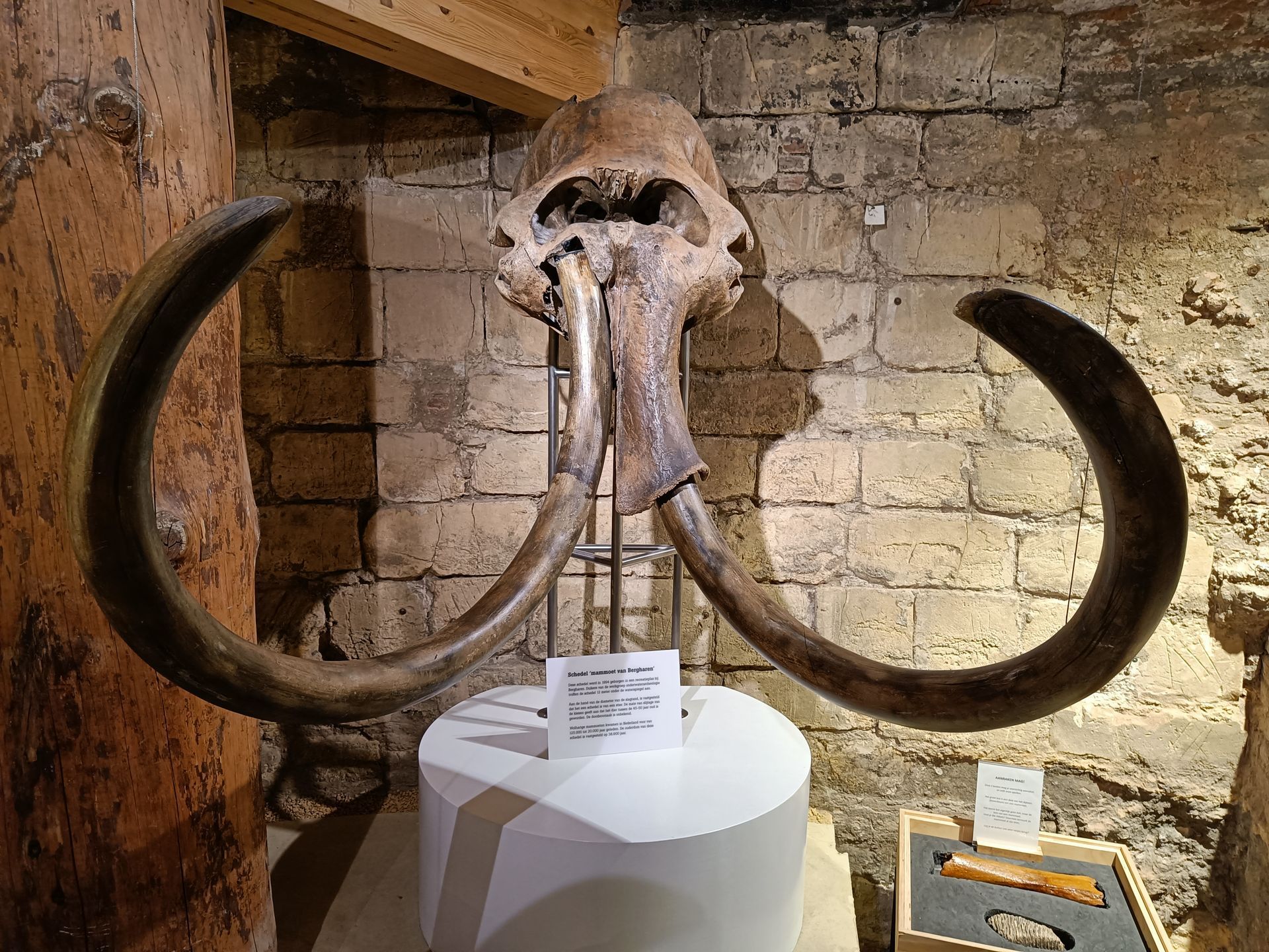Schedel van een mammoet met grote, gebogen slagtanden, tentoongesteld in een museum.