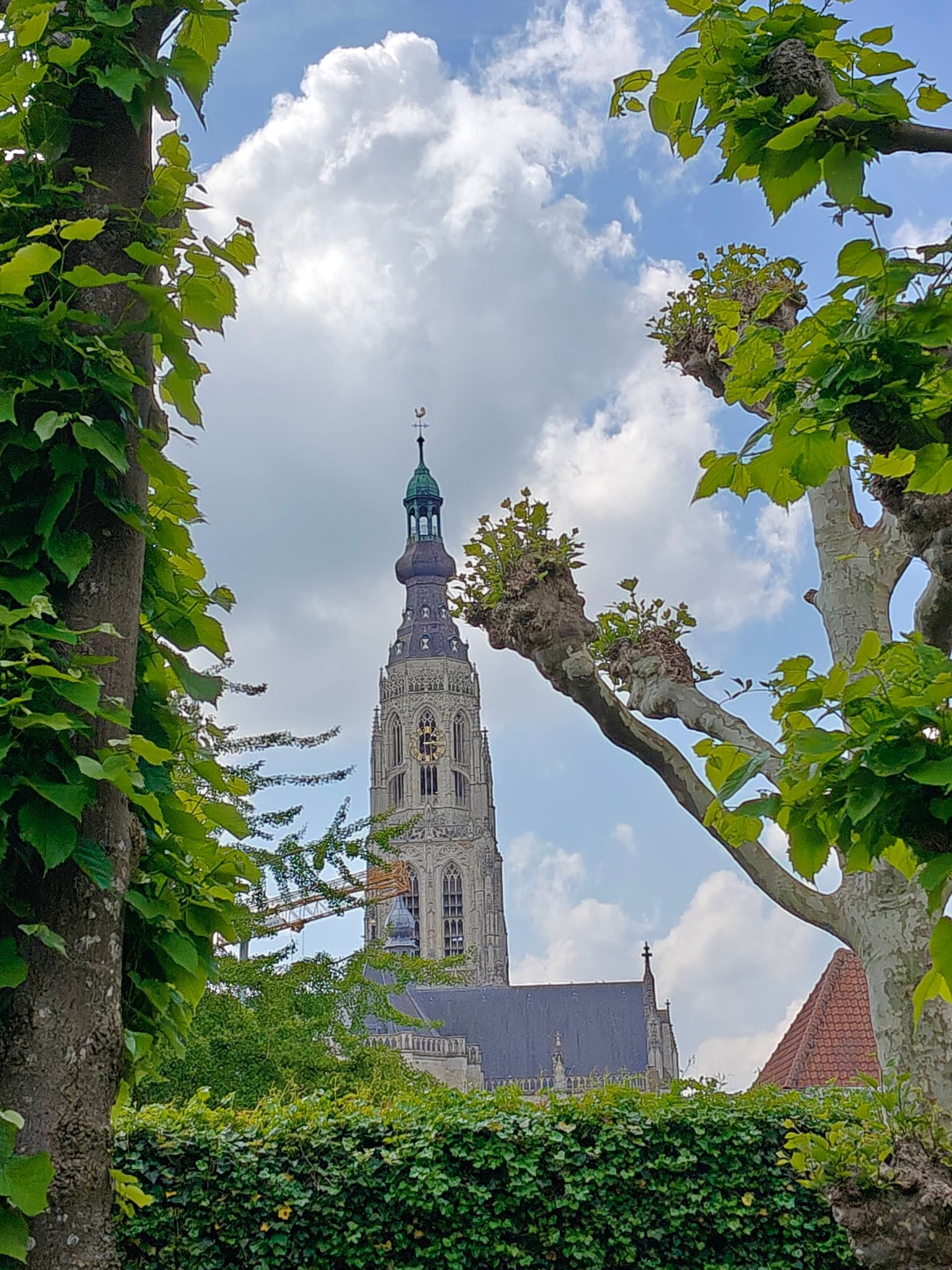 Historische kerktoren omgeven door weelderige wijnranken en hagen onder een heldere, bewolkte hemel.