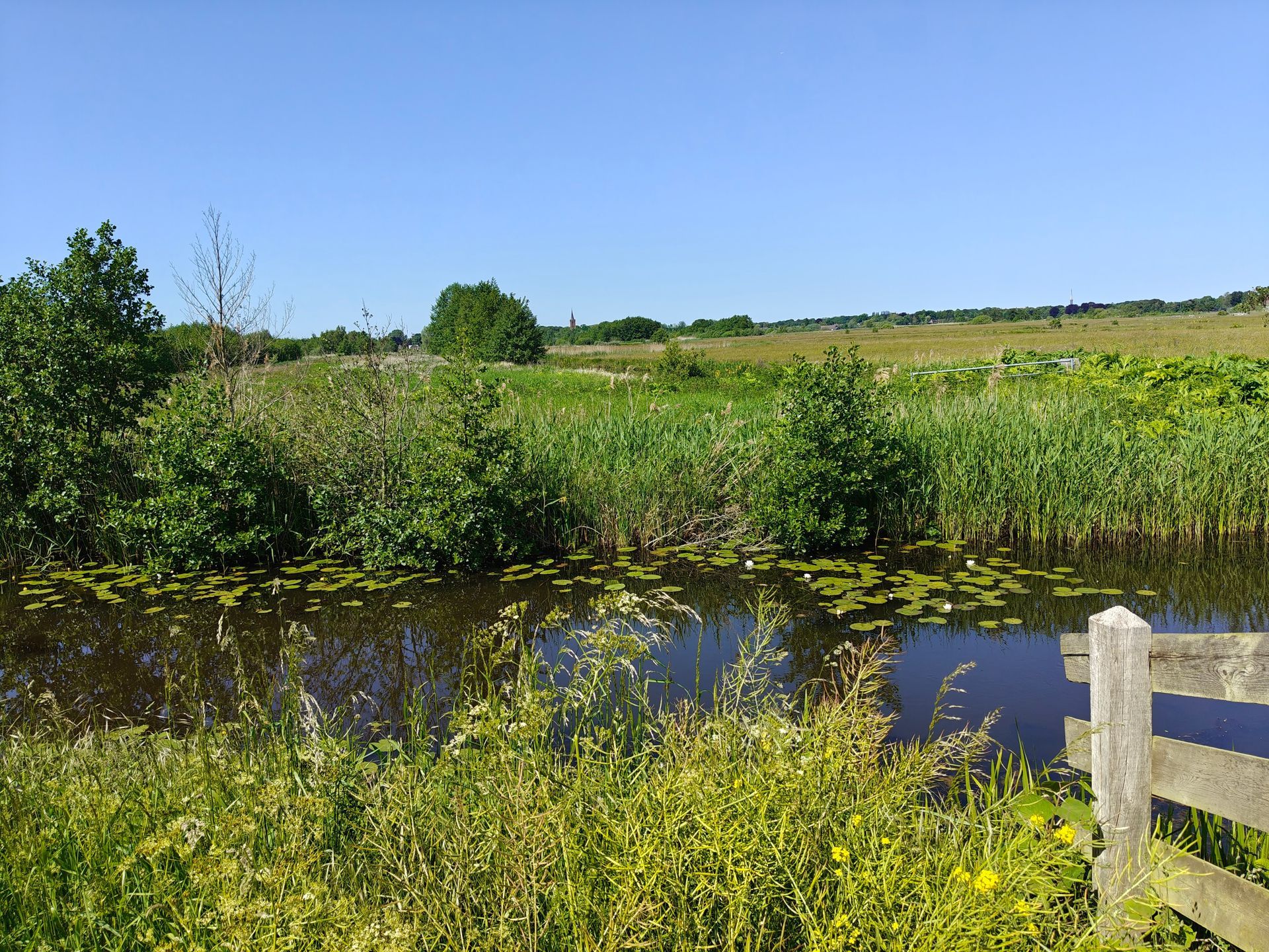 Een moerassige vijver met hoog groen riet, een grasrijke oever en een houten hek onder een helderblauwe hemel.