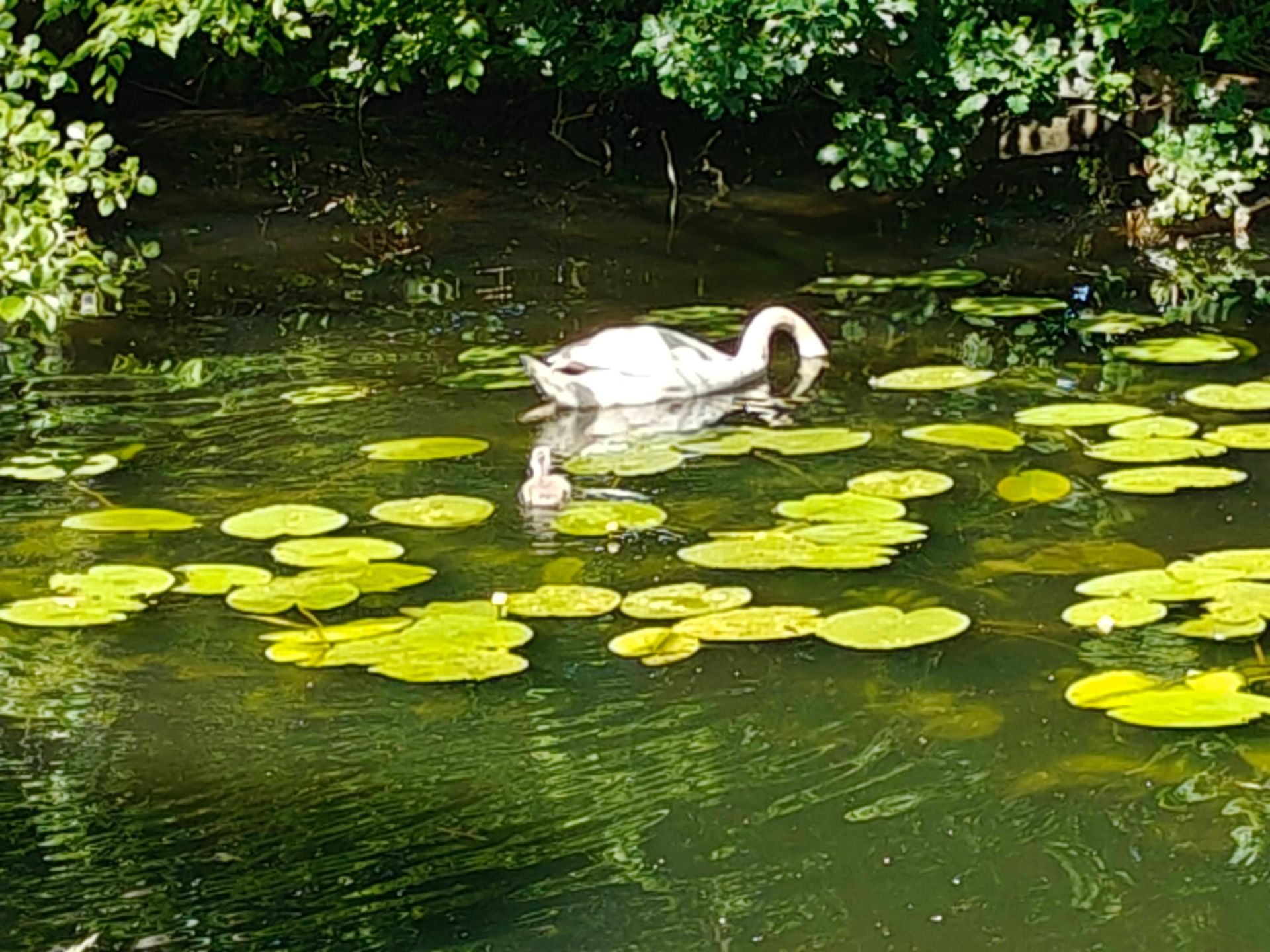 Zwaan in de Vecht