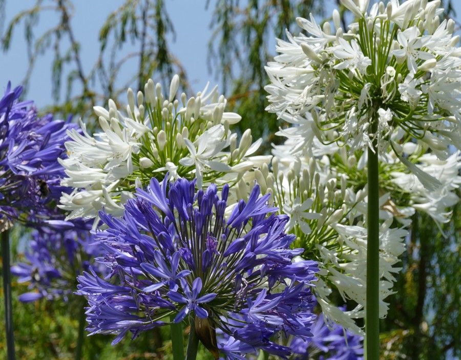 Blauwe en witte agapanthusbloemen bloeien in een tuin.