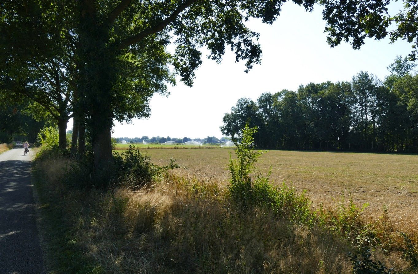 Uitzicht vanaf de weg op een veld met bomen onder een zonnige hemel; iemand fietst op de weg.