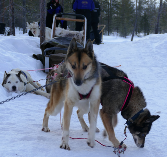Honden in tuigen trekken een slee over een besneeuwd pad. Twee honden op de voorgrond, de andere achter de slee.