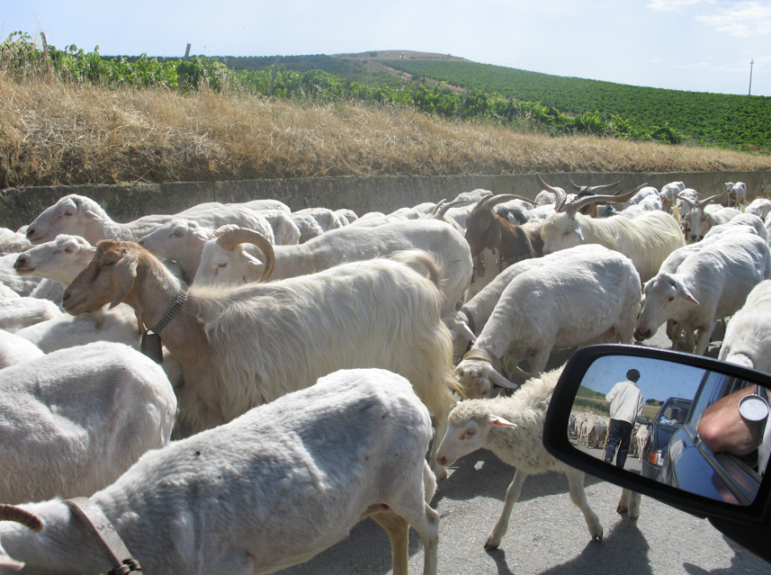 Een kudde schapen blokkeert het verkeer op de weg, met een persoon zichtbaar in de zijspiegel.