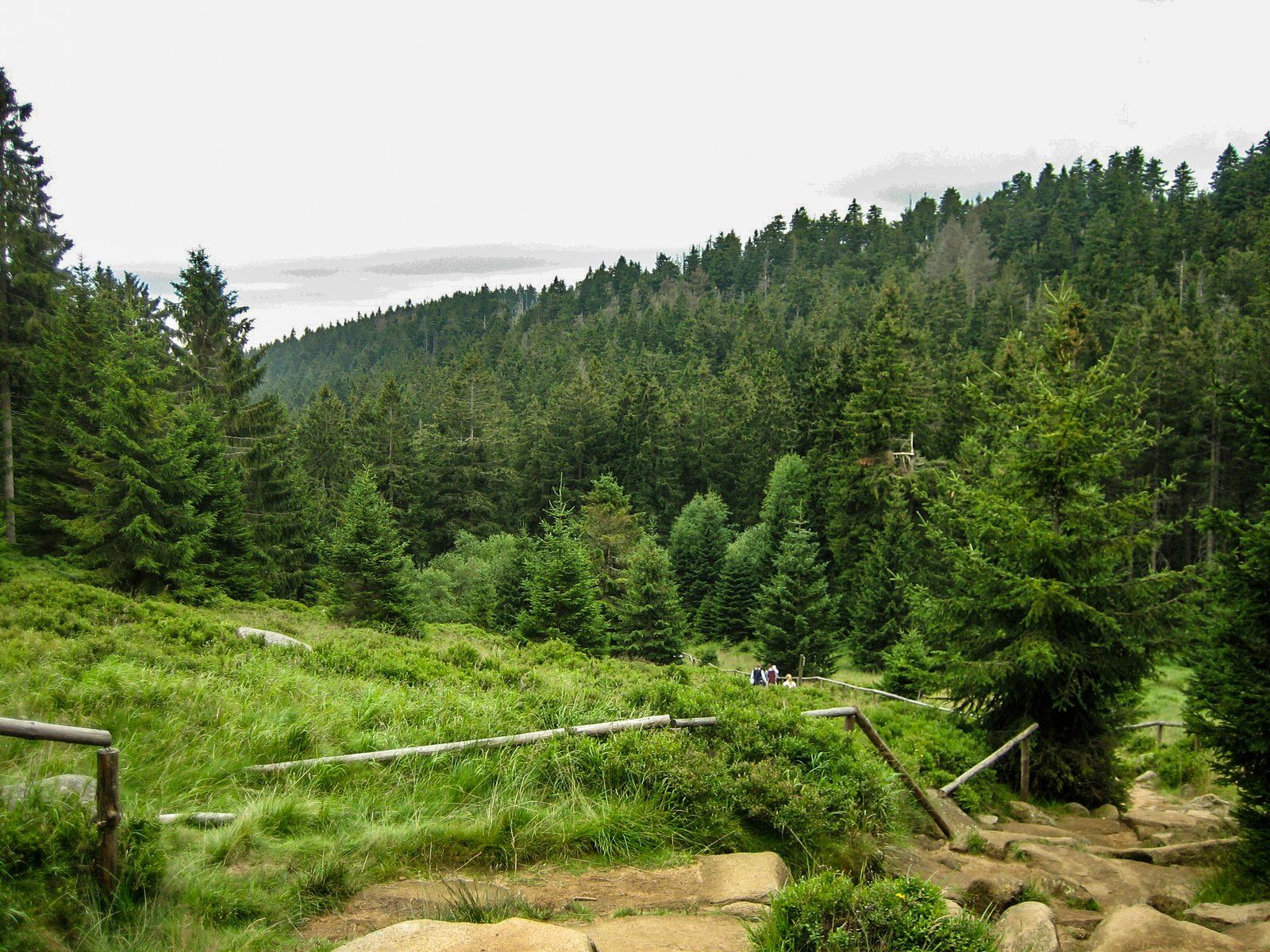 Wanderweg Eckerloch-Stieg im Nationalpark Harz.