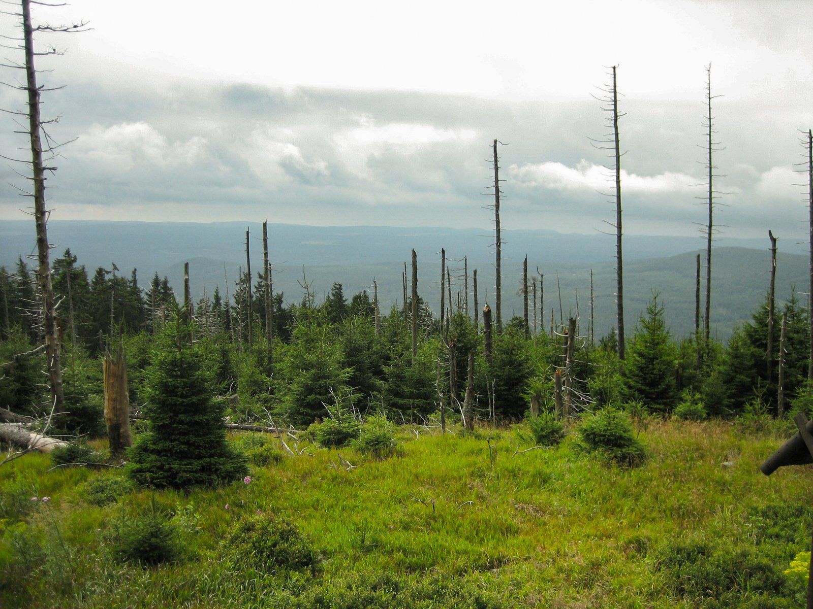 Blick vom Eckerloch-Stieg ins Tal mit beginnendem Baumsterben im Nationalpark Harz