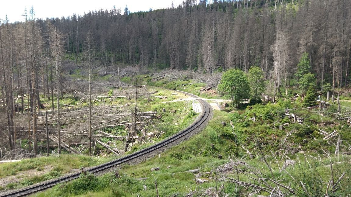 Bahnparallelweg vom Bahnhof Schierke zum Eckerlochstieg