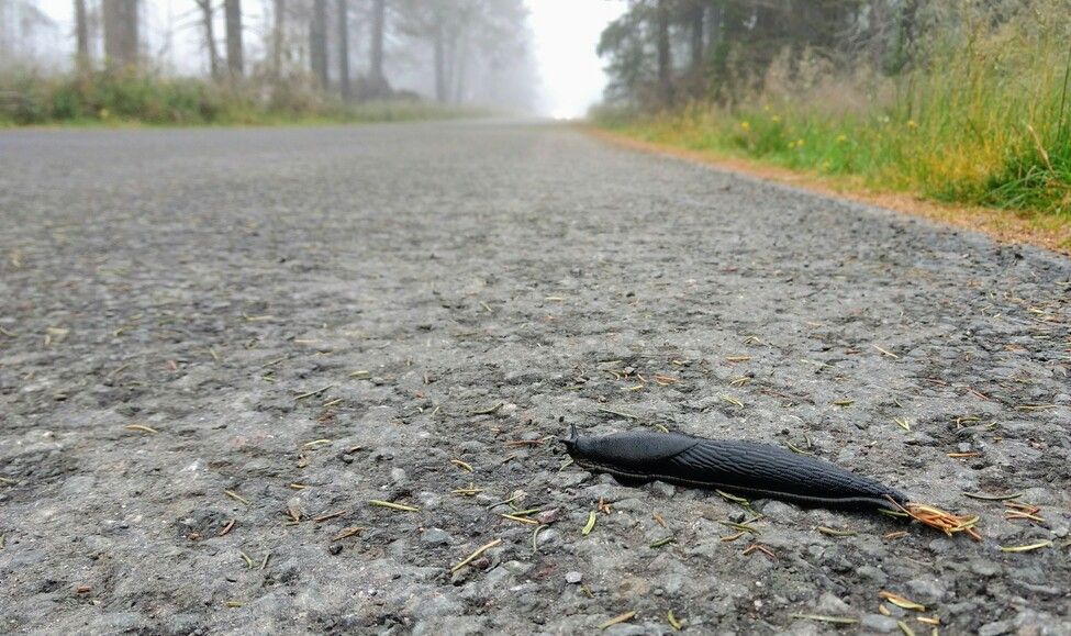 Nacktschnecke auf der Brockenstraße