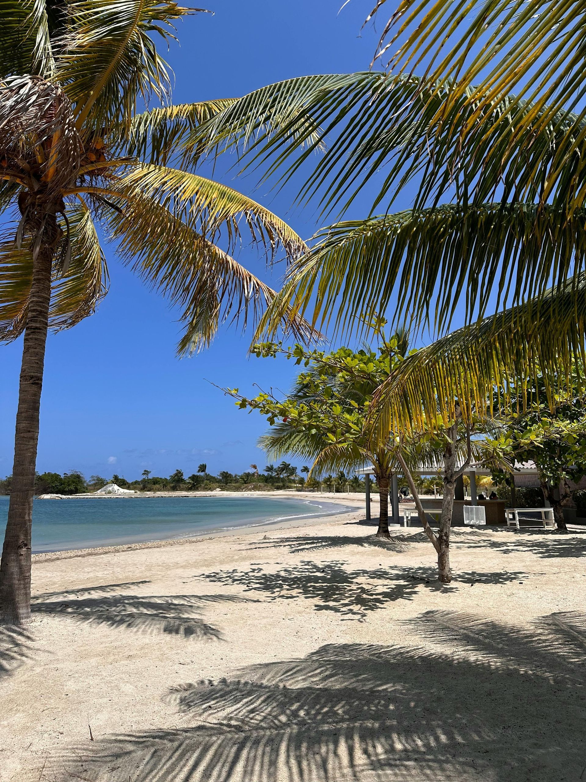 Sandy beach with palm trees and a clear blue sky.
