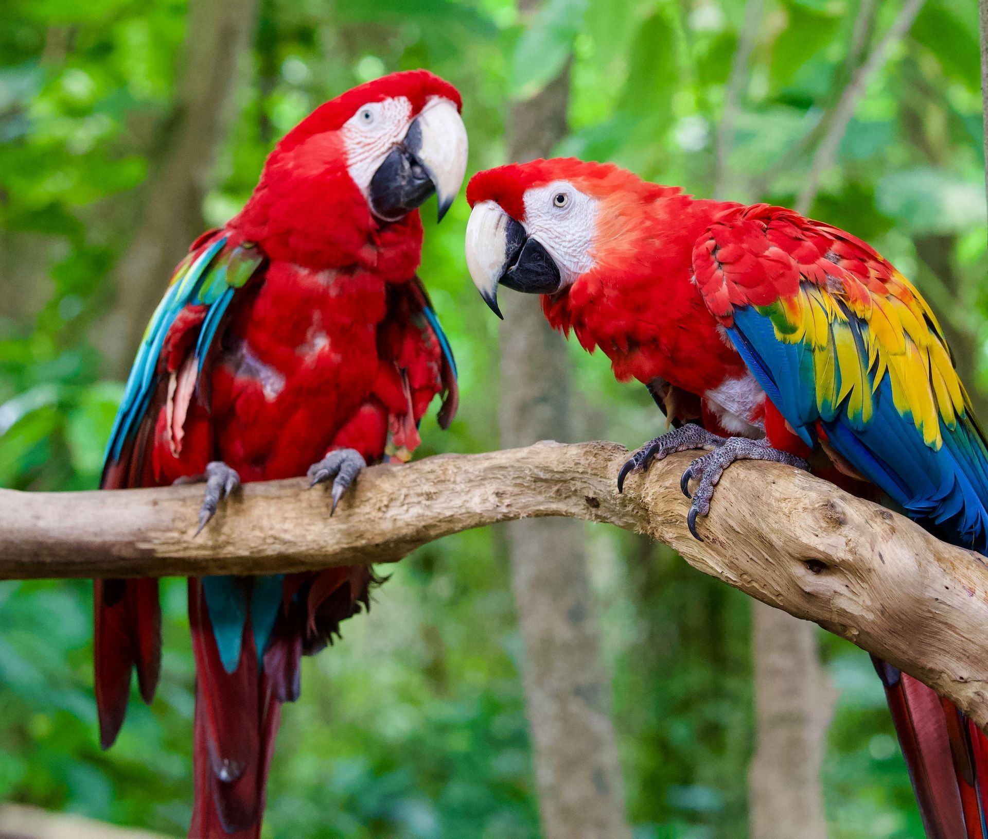 Two scarlet macaws perched on a branch, facing each other; lush green foliage in the background.