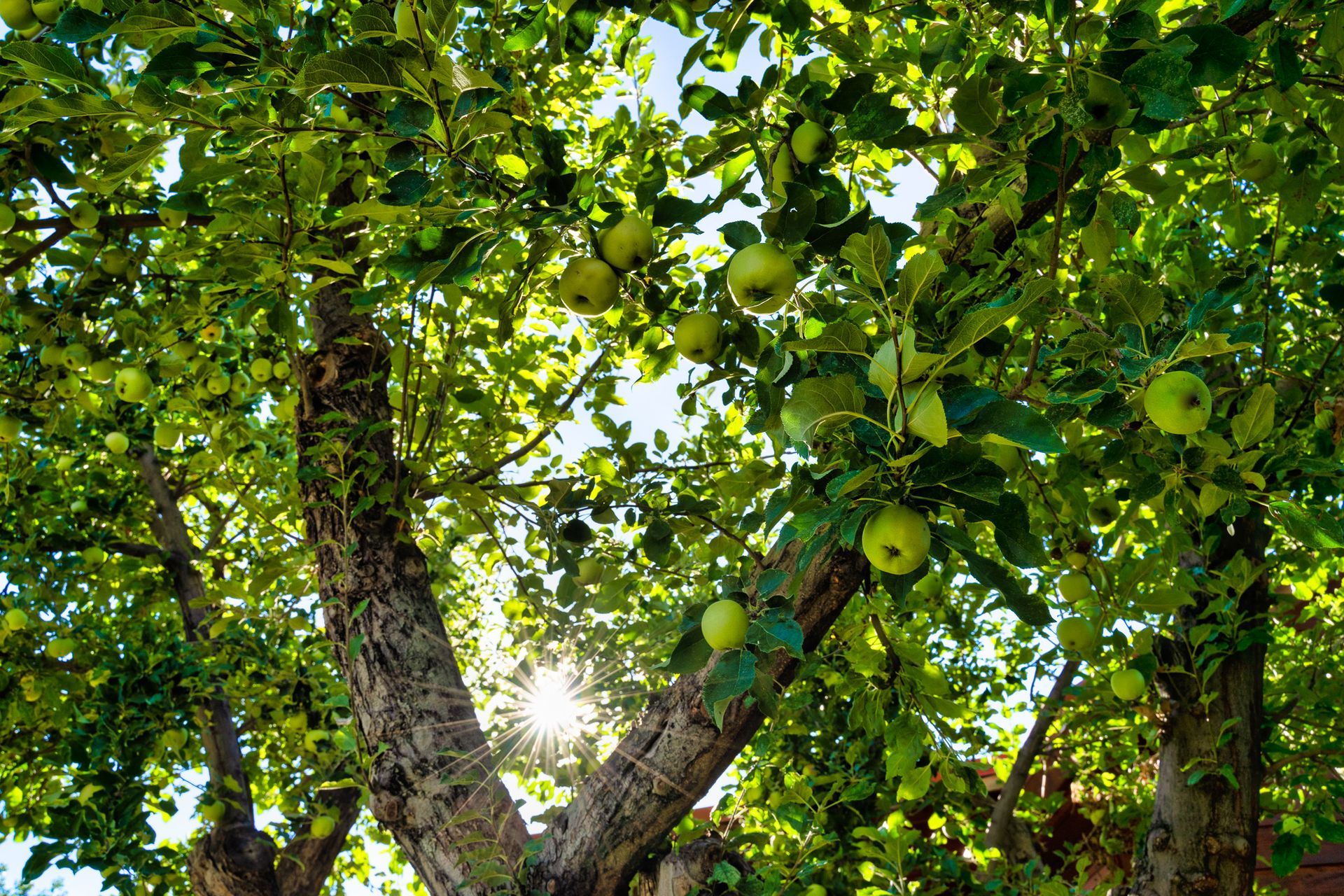 The sun is shining through the leaves of an apple tree.