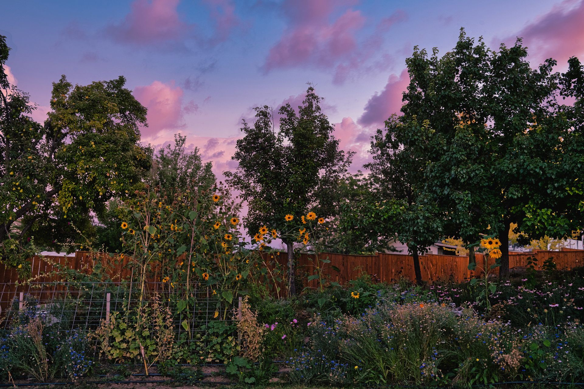 A fence surrounded by trees and bushes with a sunset in the background.