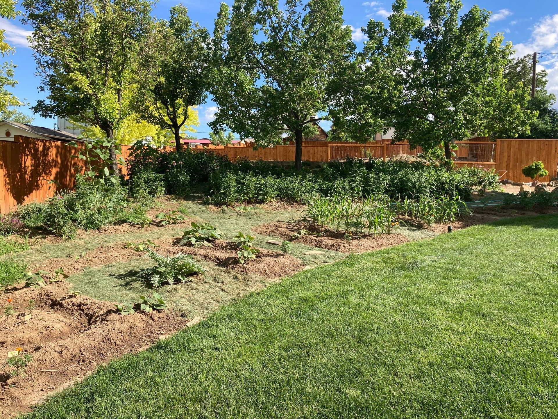 A lush green yard with a wooden fence and trees in the background.