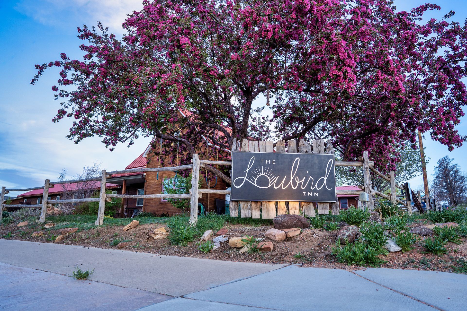 A sign that says ' the loubird inn' on it is in front of a tree with pink flowers.